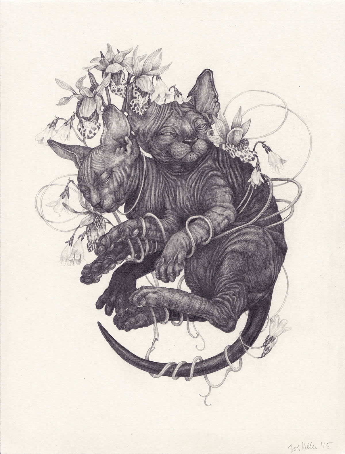 1200x1578 sphynx cats sphynx skeletons on behance - Cat Skeleton Drawing