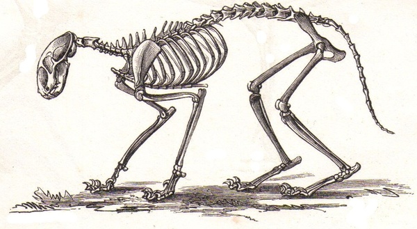 600x329 thunderbolt kids - Cat Skeleton Drawing