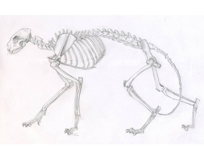 700x550 Cat Skeleton Anatomy - Cat Skeleton Drawing