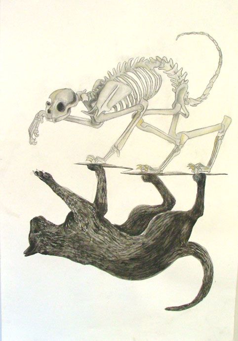 482x691 A Cat - Cat Skeleton Drawing