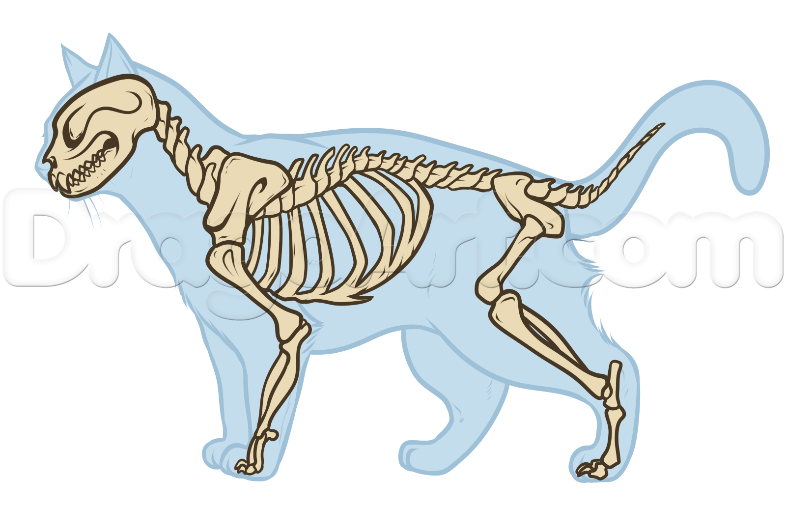 Cat Skeleton Drawing at Explore collection of Cat