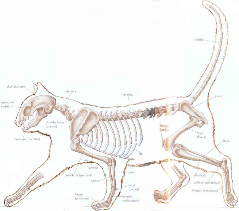 806x711 Cat Skeleton - Cat Skeleton Drawing
