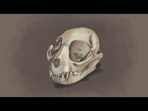 480x360 Cat Skull Drawing - Cat Skull Drawing