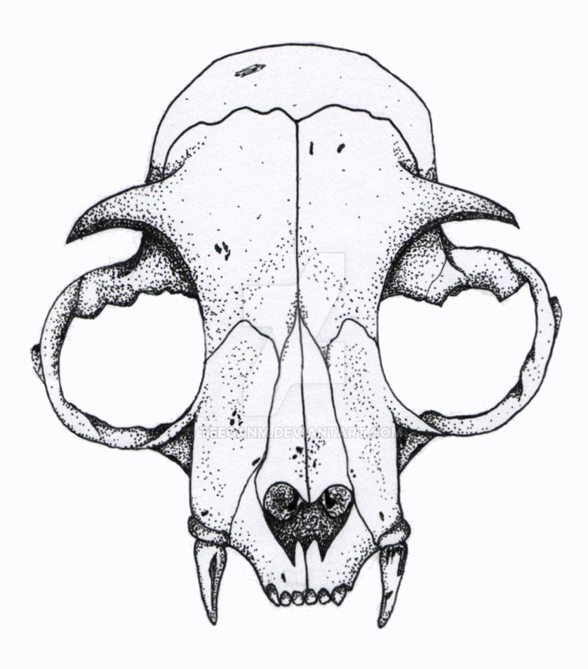 Череп кошки как нарисовать