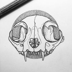 Cat Skull Drawing at PaintingValley.com | Explore collection of Cat ...