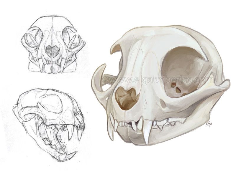 800x618 Cat Skulls - Cat Skull Drawing
