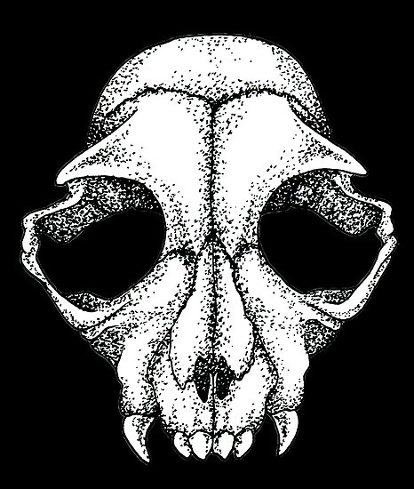466x550 Cat Skull Drawing - Cat Skull Drawing