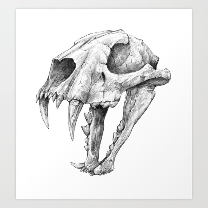 Cat Skull Drawing at PaintingValley.com | Explore collection of Cat ...