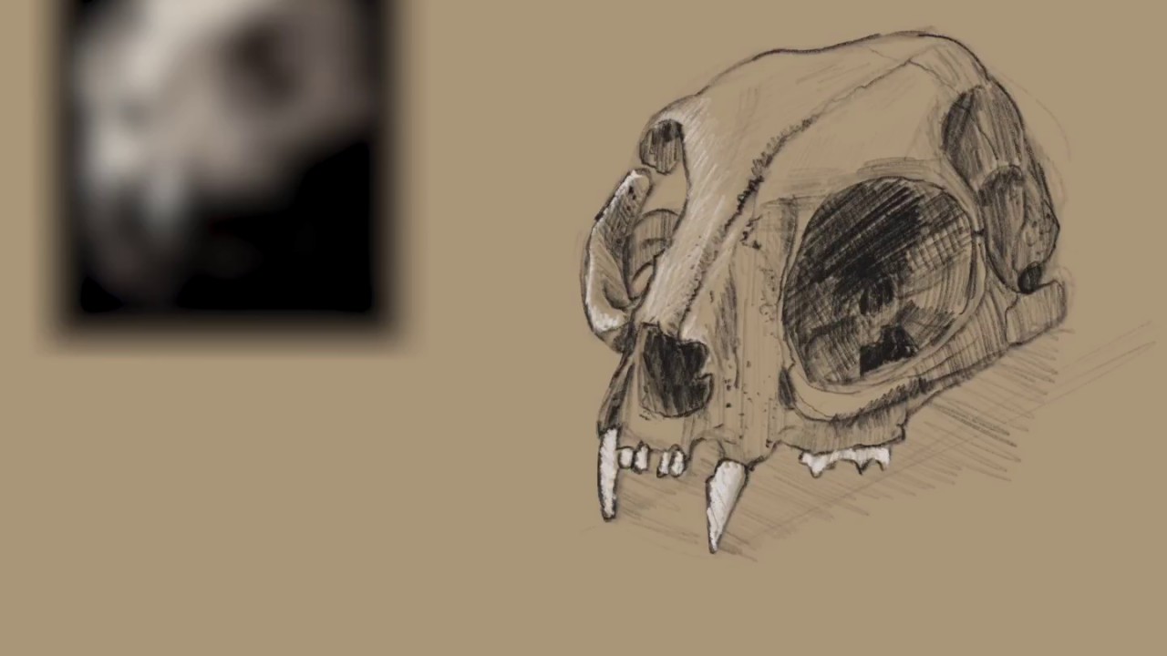 Drawing Study Cat Skull - Cat Skull Drawing. 