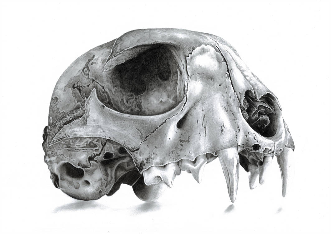 1063x752 Graphite Cat Skull Drawing - Cat Skull Drawing