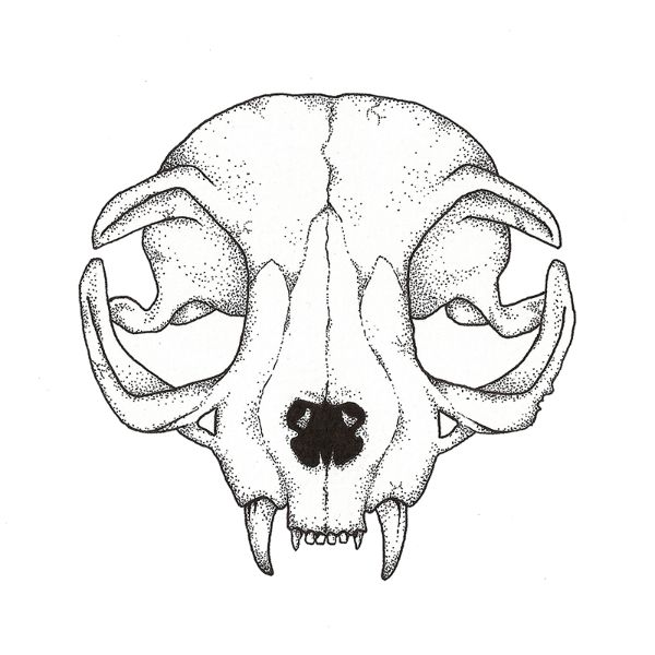 600x600 Cat Skull Drawing Tattoo Ideas In Cat Skull Tattoo - Cat Skull Drawing