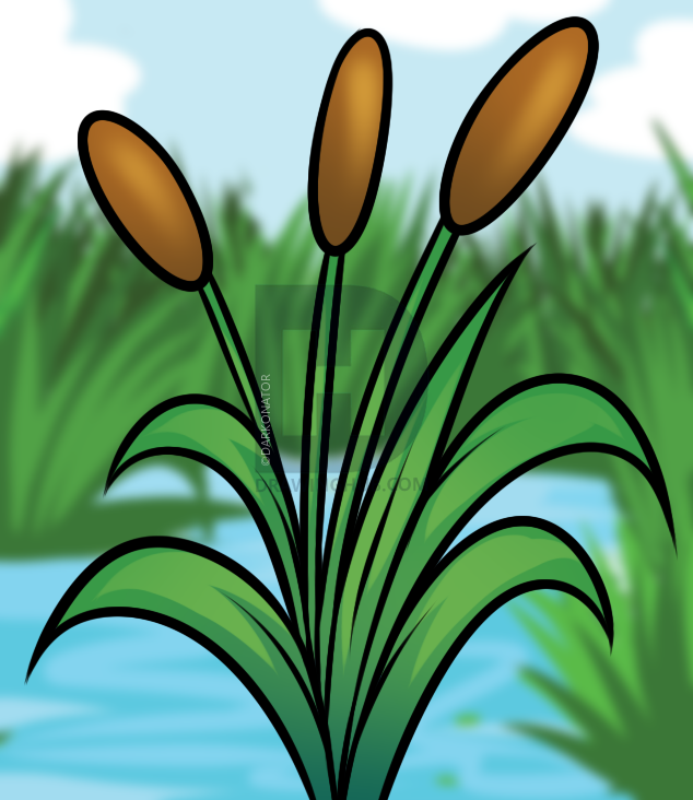 634x732 How To Draw Cattails, Step - Cat Tail Drawing
