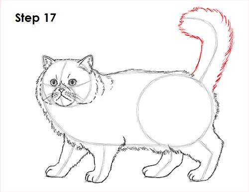How To Draw A Cat Tail