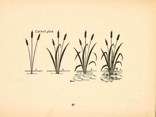 500x376 How To Draw A Cattail Plant - Cat Tail Drawing