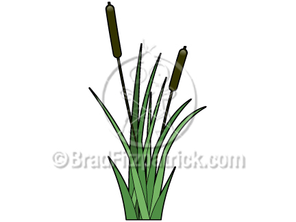 432x324 Cartoon Cattail Clip Art Cat Tail Graphics Clipart Cattail - Cat Tail Drawing