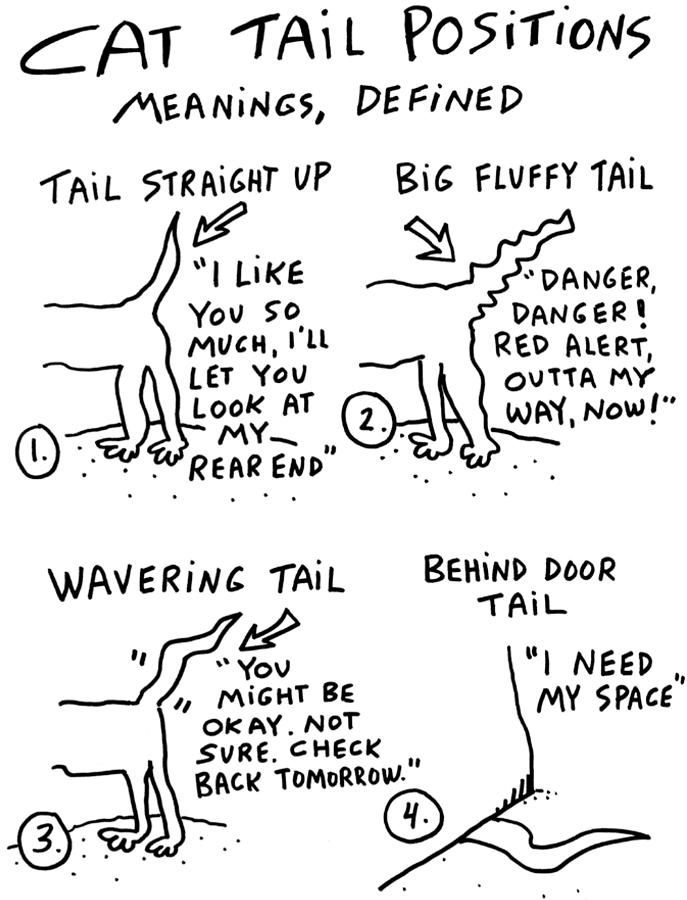687x900 cat tail positions drawing - Cat Tail Drawing