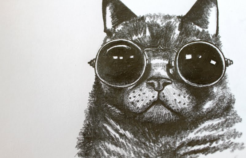 800x513 Bunny If Cats Wore Glasses - Cat With Glasses Drawing