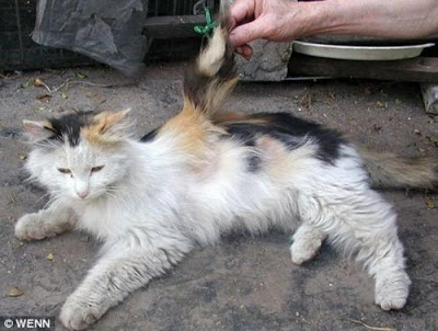 400x302 Chinese Cat Grows Wings Beautiful World Drawings Arts - Cat With Wings Drawing