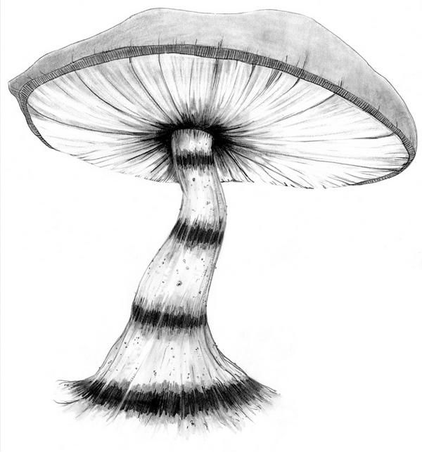 600x643 Gallery For Gt Alice In Wonderland Mushroom Drawings Skin Deep - Caterpillar Alice In Wonderland Drawing