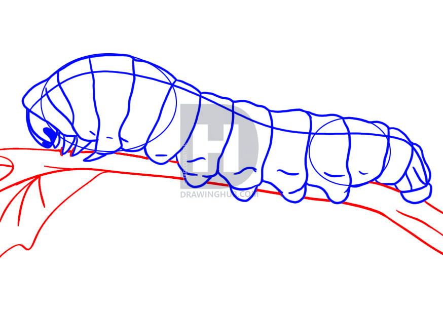 874x616 How To Draw A Caterpillar, Step - Caterpillar Drawing