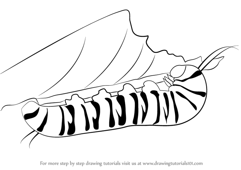 800x566 Learn How To Draw A Caterpillar - Caterpillar Drawing