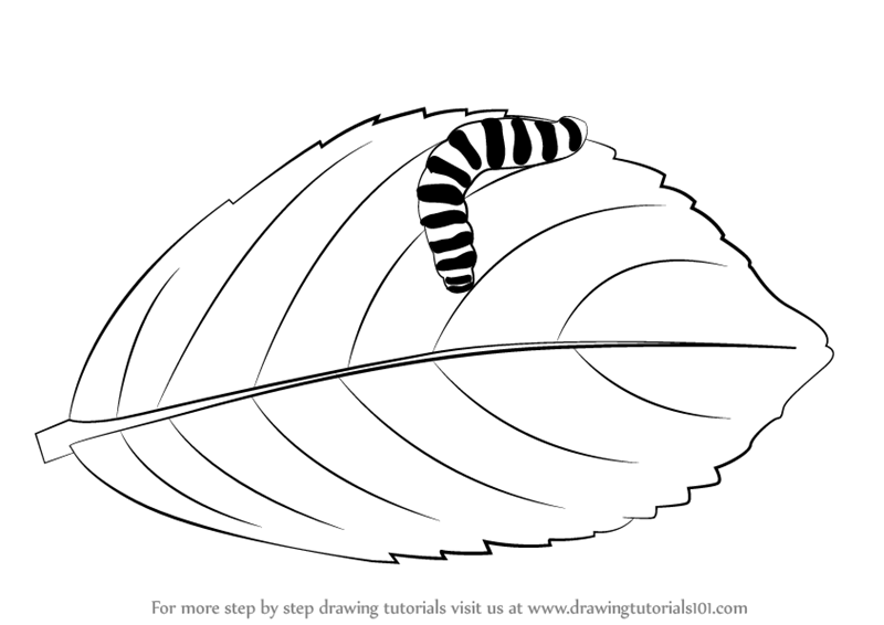 800x566 Learn How To Draw A Caterpillar On A Leaf - Caterpillar Drawing