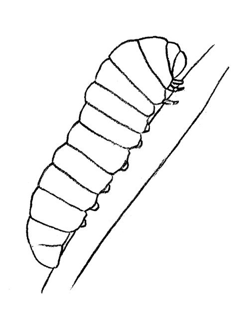 500x651 Draw A Caterpillar Ben's Board Drawings, Drawing Prompts - Caterpillar Drawing