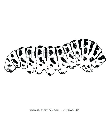 450x470 Caterpillar Drawing Black And White Ink Drawing Of A Swallowtail - Caterpillar Drawing