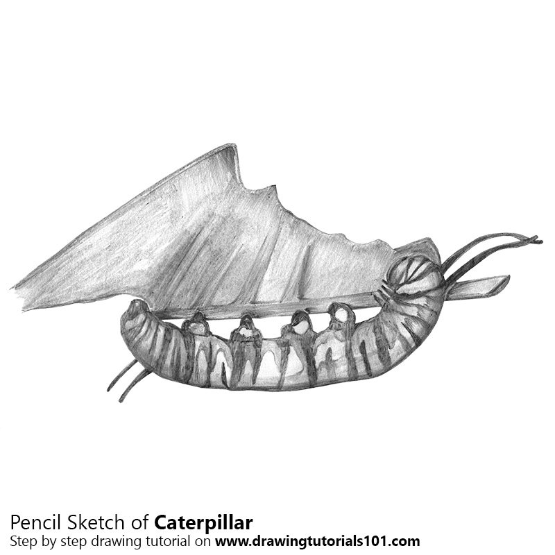 800x800 Caterpillar Pencil Drawing - Caterpillar Drawing