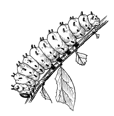 373x378 Caterpillar Vintage Drawing Transparent Png - Caterpillar Drawing