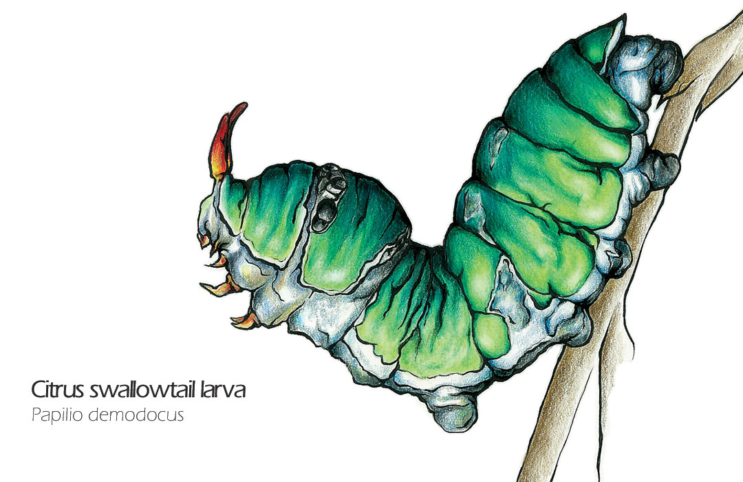 1080x700 citrus swallowtail butterfly larva drawing art mdubillustrations - Caterpillar Drawing Pictures