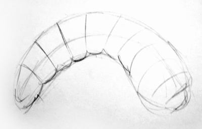 400x257 How To Draw A Caterpillar - Caterpillar Drawing Pictures