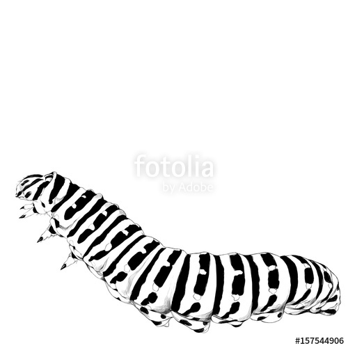 500x500 The Caterpillar Crawls, Sketch Vector Graphics Black And White - Caterpillar Drawing Pictures
