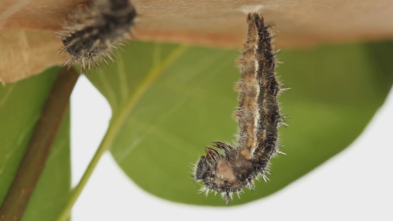 1280x720 Caterpillar To Butterfly - Caterpillar To Butterfly Drawing