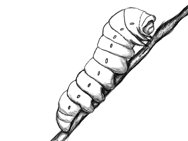 640x480 How To Draw A Caterpillar - Caterpillar To Butterfly Drawing