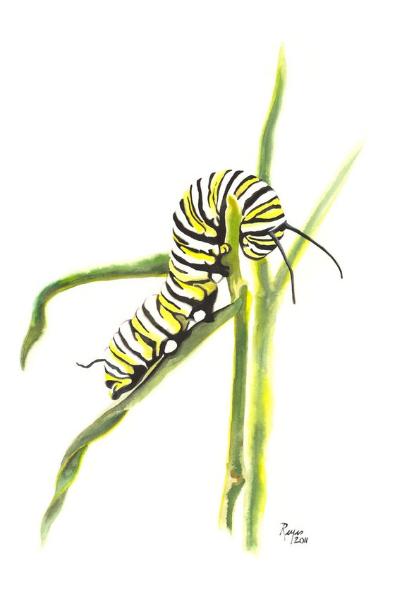 570x855 Limited Edition Giclee Mini Print Watercolor Painting - Caterpillar To Butterfly Drawing