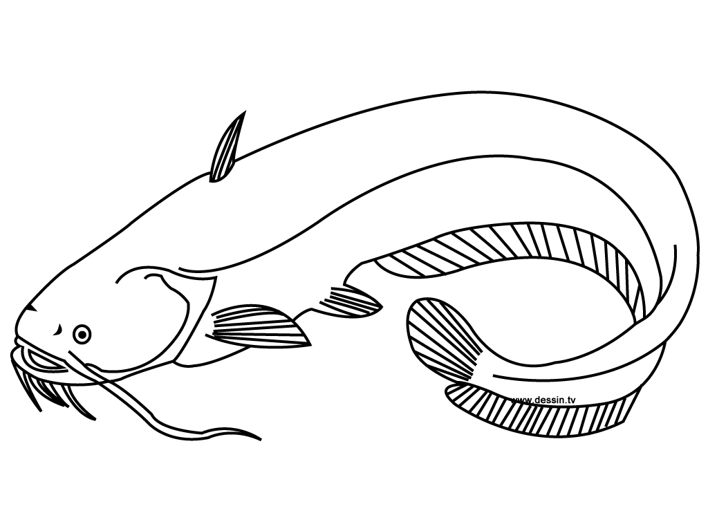 1024x768 coloring catfish - Catfish Drawing