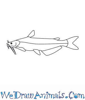 300x350 how to draw a blue catfish - Catfish Drawing