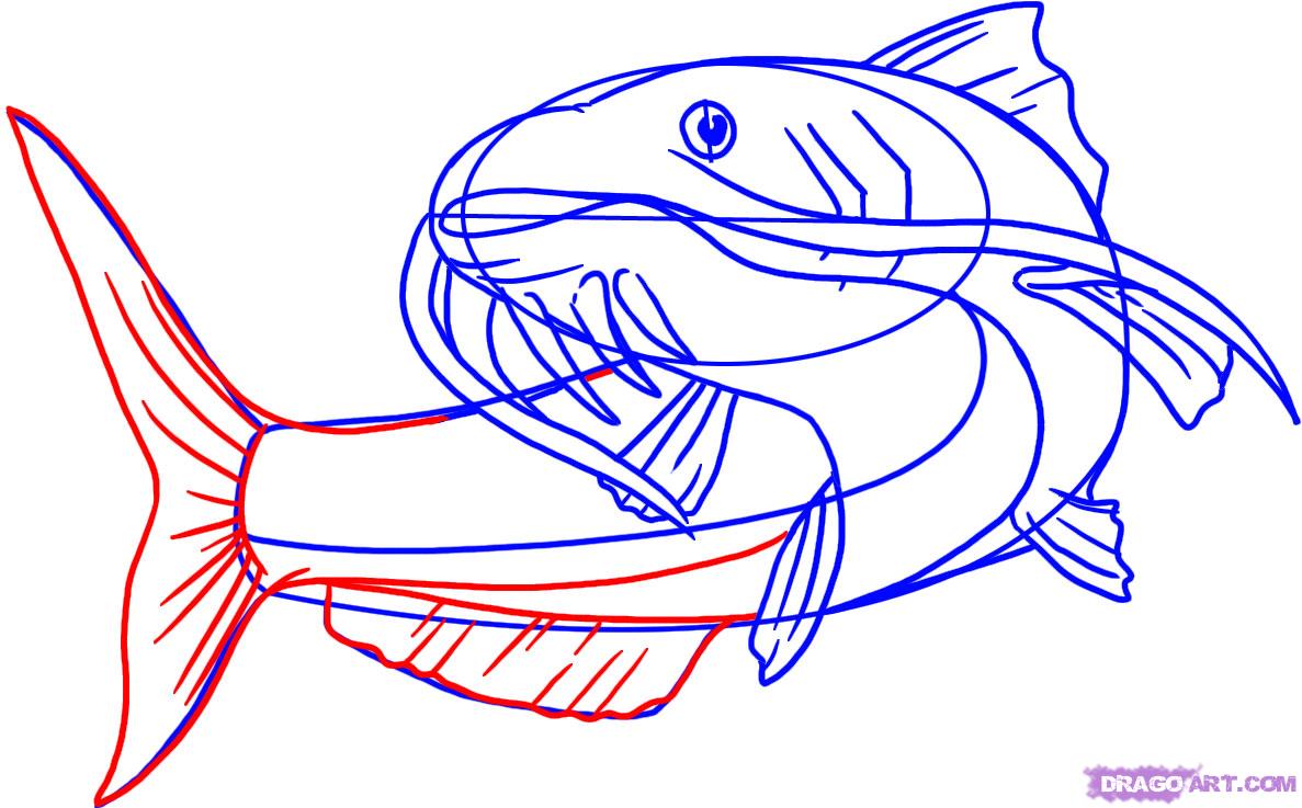 1187x737 how to draw a catfish, step - Catfish Drawing