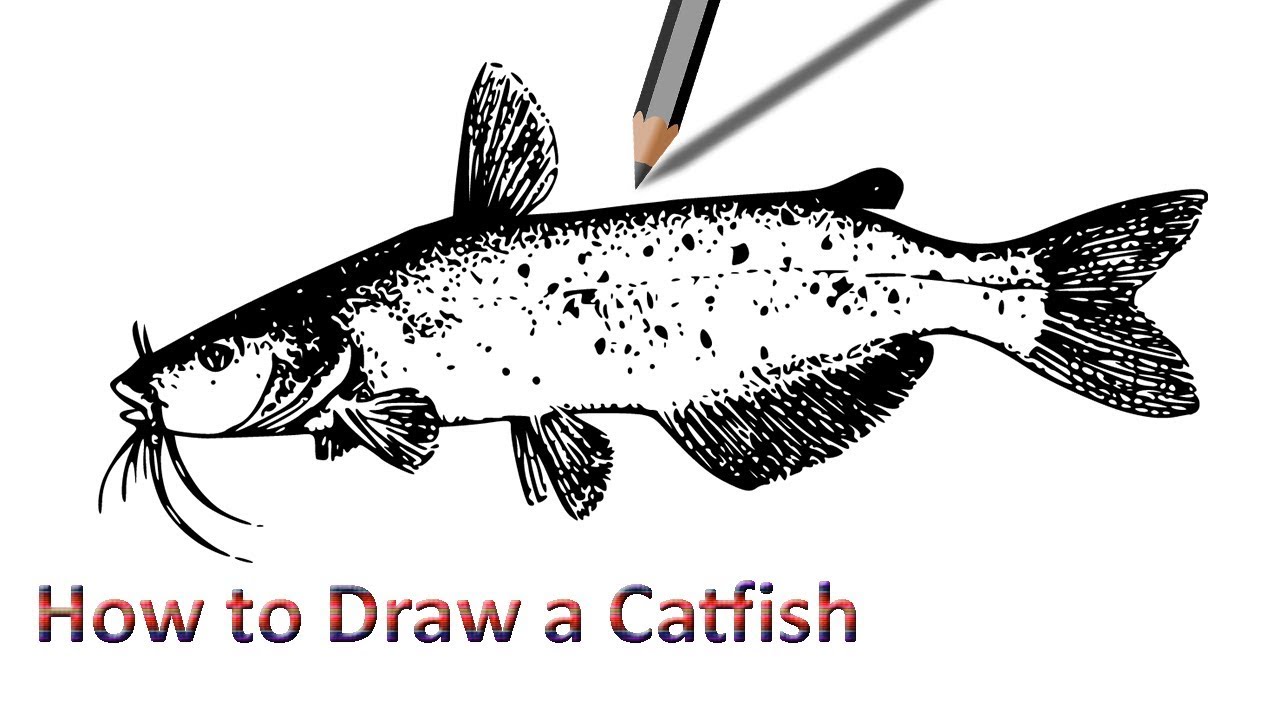 1280x720 how to draw a catfish step - Catfish Drawing