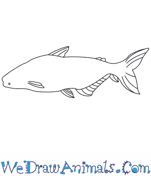 300x350 how to draw a giant catfish - Catfish Drawing