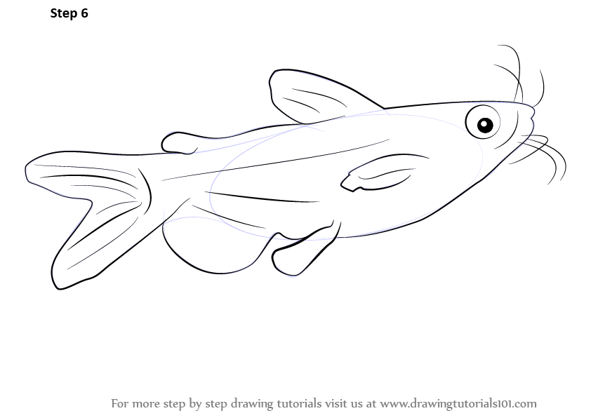 842x596 learn how to draw a catfish - Catfish Drawing