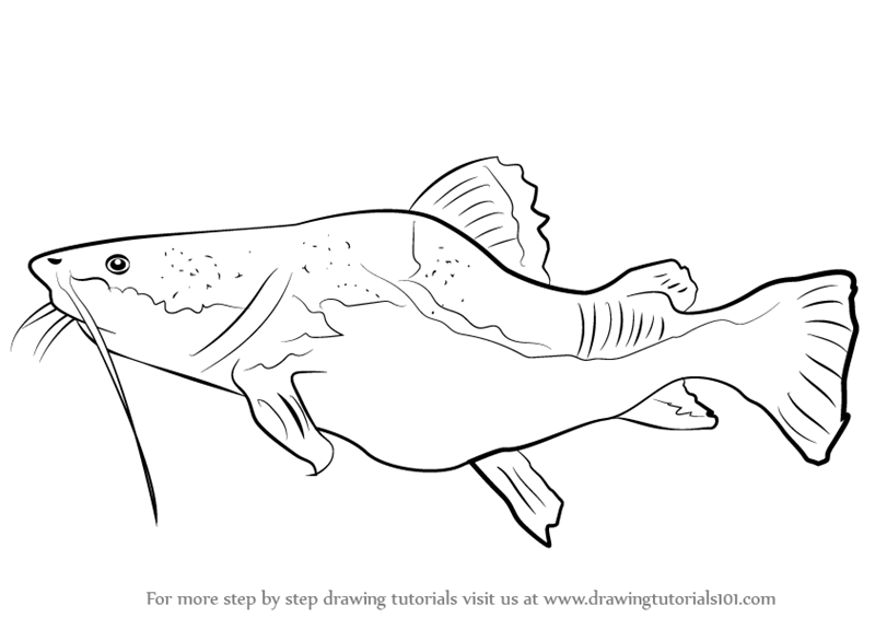 800x565 learn how to draw a giant catfish - Catfish Drawing