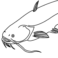 200x200 drawing catfish - Catfish Drawing Images