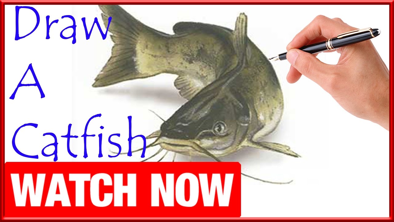 Catfish Drawing Images at PaintingValley.com | Explore collection of