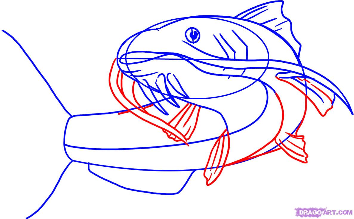 1187x737 how to draw a catfish, step - Catfish Drawing Images