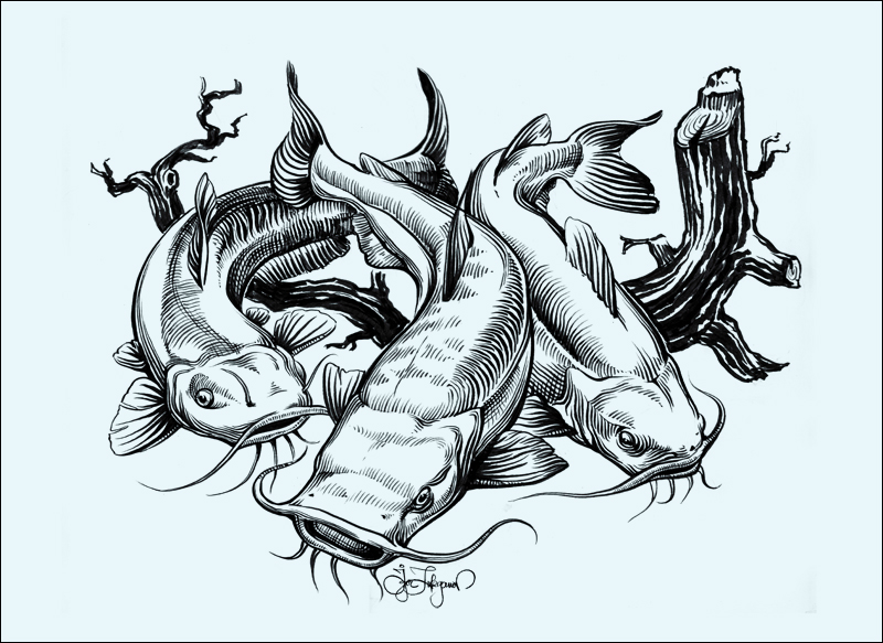 800x583 huge collection of 'catfish drawing images' download more than - Catfish Drawing Images
