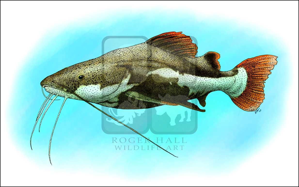 1234x772 red tailed catfish - Catfish Drawing Images