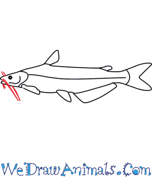 300x350 How To Draw A Blue Catfish - Catfish Drawing Step By Step