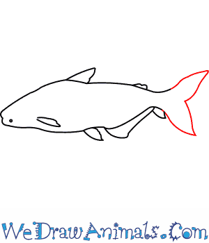 300x350 How To Draw A Giant Catfish - Catfish Drawing Step By Step